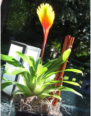 RF0953-Red and Yellow, Modern Tropical Centerpiece