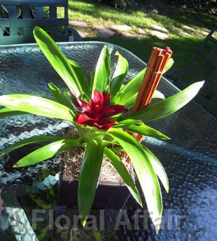 RF0952-Modern Tropical, Red Centerpiece