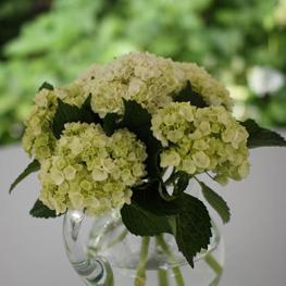 RF0311-Low Green Hydrangea Centerpiece