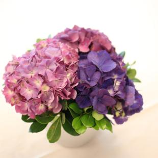 RF0459-Purple and Mauve Hydrangea Centerpiece