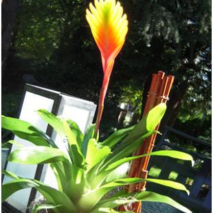 RF0953-Red and Yellow, Modern Tropical Centerpiece