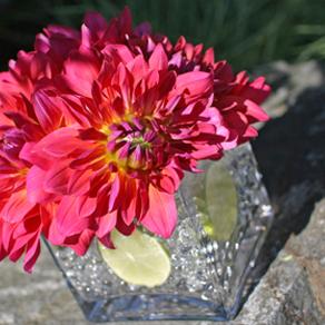 RF0398-Magenta Dahlia and Lime Centerpiece