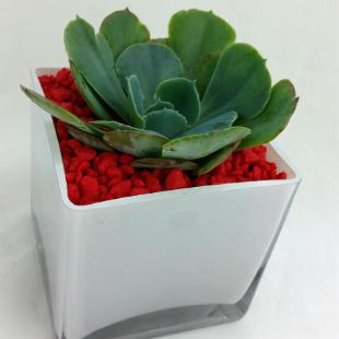 RF1236-Modern Succulent Planter