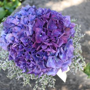 BB0492-Purple Hydrangea and Limonium Bridal Bouquet