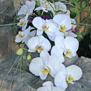 BB0671-Orchid Cascade