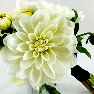 BB1006-White Dahlia Bridesmaids Bouquet