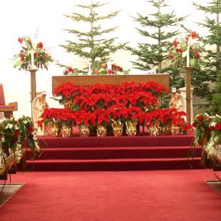 AM0237-Red and White Pew Flowers