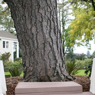 CF0653-Garden Ceremony Bouquet at the Ainsworth House, Oregon City, OR