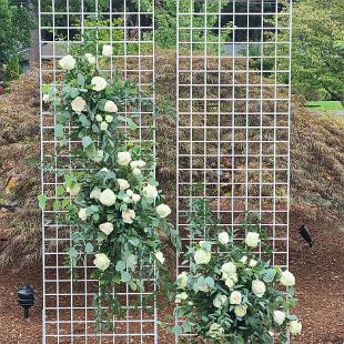 CF9311-Wire Mesh Wedding Backdrop with White and Green Flowers