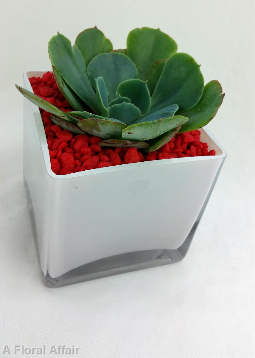 RF1236-Modern Succulent Planter