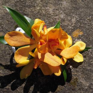 BF0428-Orange Orchid Wrist Corsage