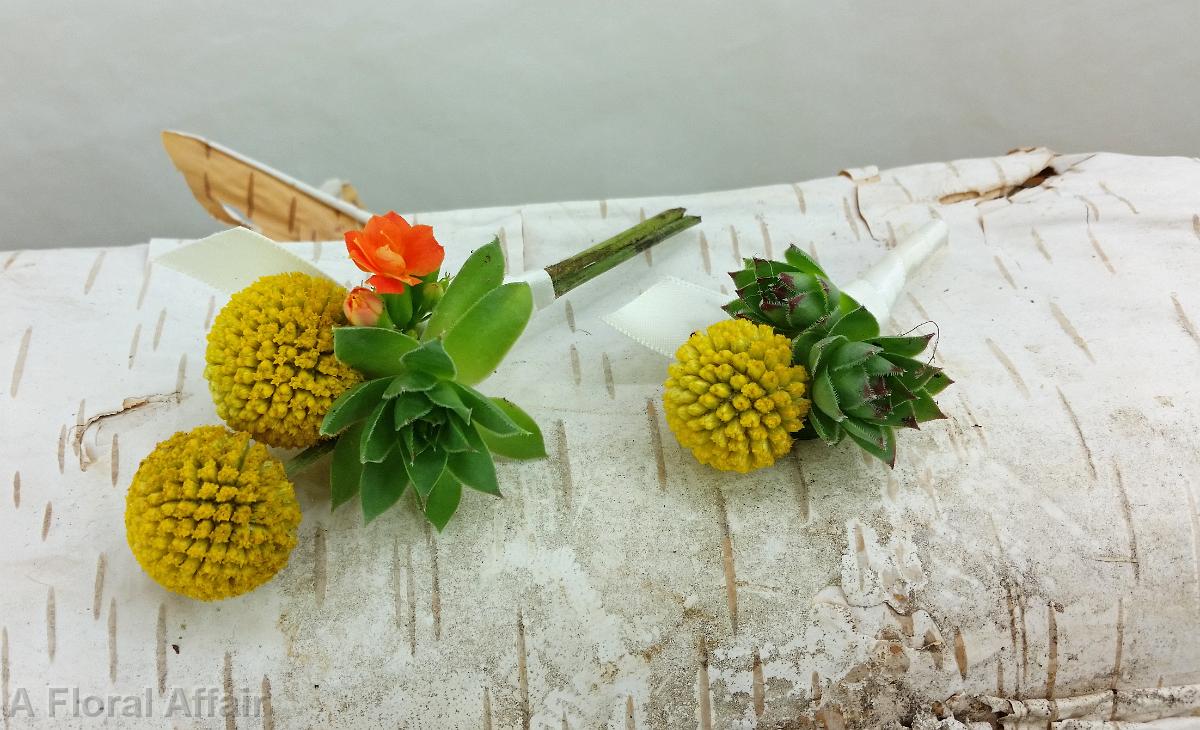 BF0738-Yellow Billy Ball and Succulent Boutonnieres