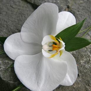 BF0495-Phalaenopsis Orchid Corsage