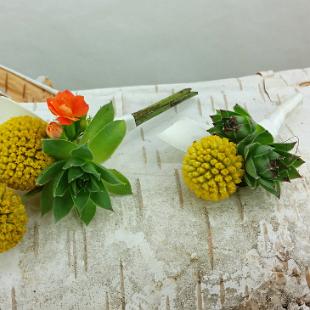BF0738-Yellow Billy Ball and Succulent Boutonnieres